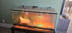 Terrarium te koop 100x50x50, Dieren en Toebehoren, Reptielen en Amfibieën | Toebehoren, Ophalen, Zo goed als nieuw, Terrarium of Paludarium