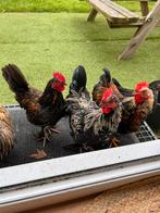 3 prachtige hanen gratis!!!, Dieren en Toebehoren, Pluimvee, Mannelijk, Kip