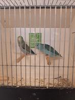 Bewezen kweekkoppel forpussen turquase x blauw, Meerdere dieren, Parkiet