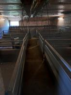 hokinrichting, Dieren en Toebehoren, Schapen, Geiten en Varkens, Mannelijk, Varken