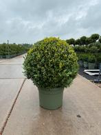 Buxus in vormen, Bloeit niet, Overige soorten, Minder dan 100 cm, Ophalen