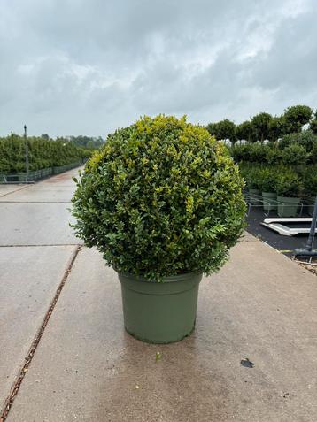 Buxus in vormen beschikbaar voor biedingen