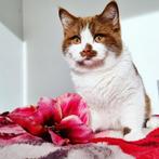Cinnamon  poesje, Dieren en Toebehoren, Katten en Kittens | Raskatten | Korthaar, Poes, Gechipt, 3 tot 5 jaar