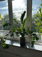 Zamioculcas in pot, 100 tot 150 cm, Overige soorten, In pot, Groene kamerplant