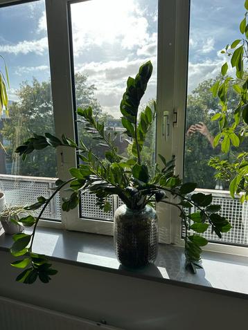 Zamioculcas in pot beschikbaar voor biedingen