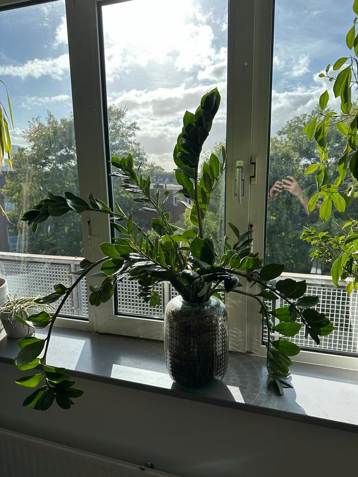 Zamioculcas in pot, Huis en Inrichting, Kamerplanten, Overige soorten, 100 tot 150 cm, Groene kamerplant, Halfschaduw, In pot