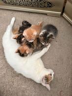 kittens, 0 tot 2 jaar