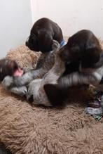 Duitse Staande Draadhaar pups, Dieren en Toebehoren, Duitse Staande hond, België, Particulier, CDV (hondenziekte)