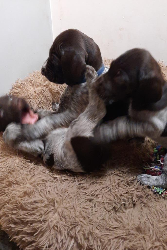 Duitse Staande Draadhaar pups, Dieren en Toebehoren, Honden | Setters en Staande honden, Meerdere dieren, Duitse Staande hond