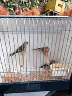 Bastaard Putter x kanarie en f1, Dieren en Toebehoren, Vogels | Overige Vogels, Mannelijk, Wildzangvogel