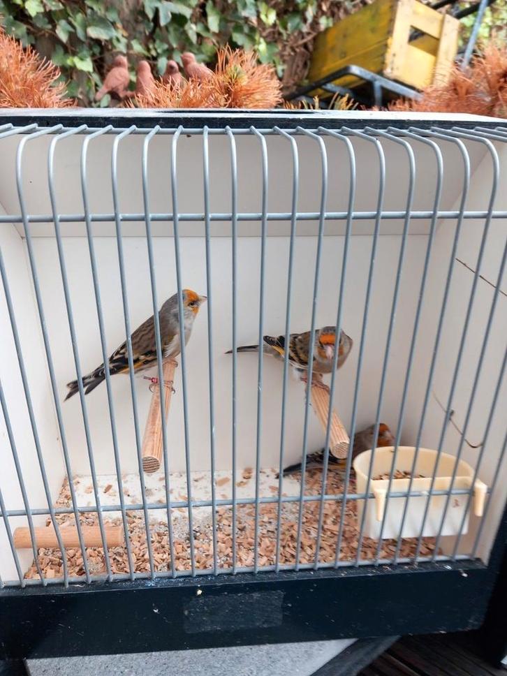 Bastaard Putter x kanarie en f1, Dieren en Toebehoren, Vogels | Overige Vogels, Wildzangvogel, Mannelijk
