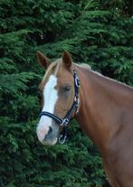 Allround stermerrie D-pony, Dieren en Toebehoren, Pony's, Merrie, Gechipt, L, 11 jaar of ouder