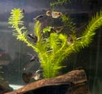 Purple Moscow Dumbo Guppy's (raszuiver), Dieren en Toebehoren, Vis, Zoetwatervis