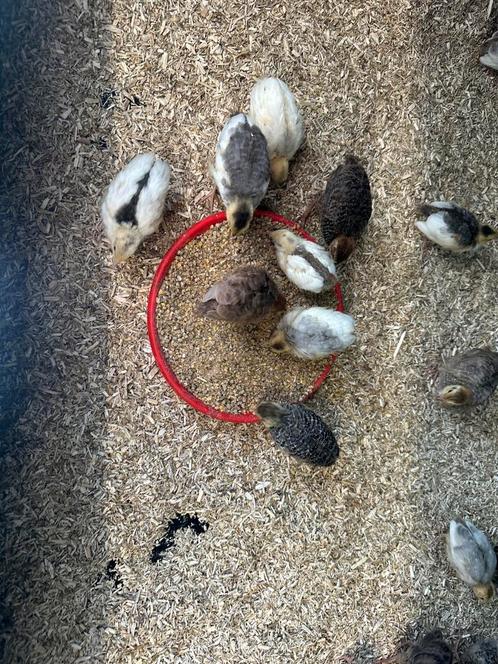 Kwartel kuikens, Dieren en Toebehoren, Vogels | Overige Vogels, Geslacht onbekend