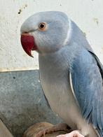 Redelijk tamme blauwe bleekstaart Halsbandparkiet man!, Mannelijk, Parkiet, Pratend