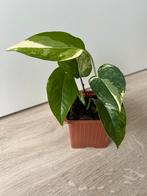 Epipremnum pinnatum marble variegata, Ophalen of Verzenden, Overige soorten, Minder dan 100 cm