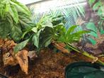 Polypedates Megacephalus Spotpootboomkikker, Amfibie, 0 tot 2 jaar