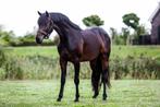 Verkoop 3,5 jarige hengst, Hengst, Dressuurpaard, 3 tot 6 jaar