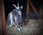 Landgeiten, Dieren en Toebehoren, Schapen, Geiten en Varkens, Vrouwelijk, Geit