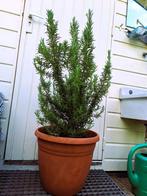 Biologische rozemarijn plant, Tuin en Terras, Planten | Tuinplanten, Ophalen, Volle zon, Vaste plant, Kruiden