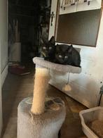 Kittens, lief en gezond, Dieren en Toebehoren, Poes