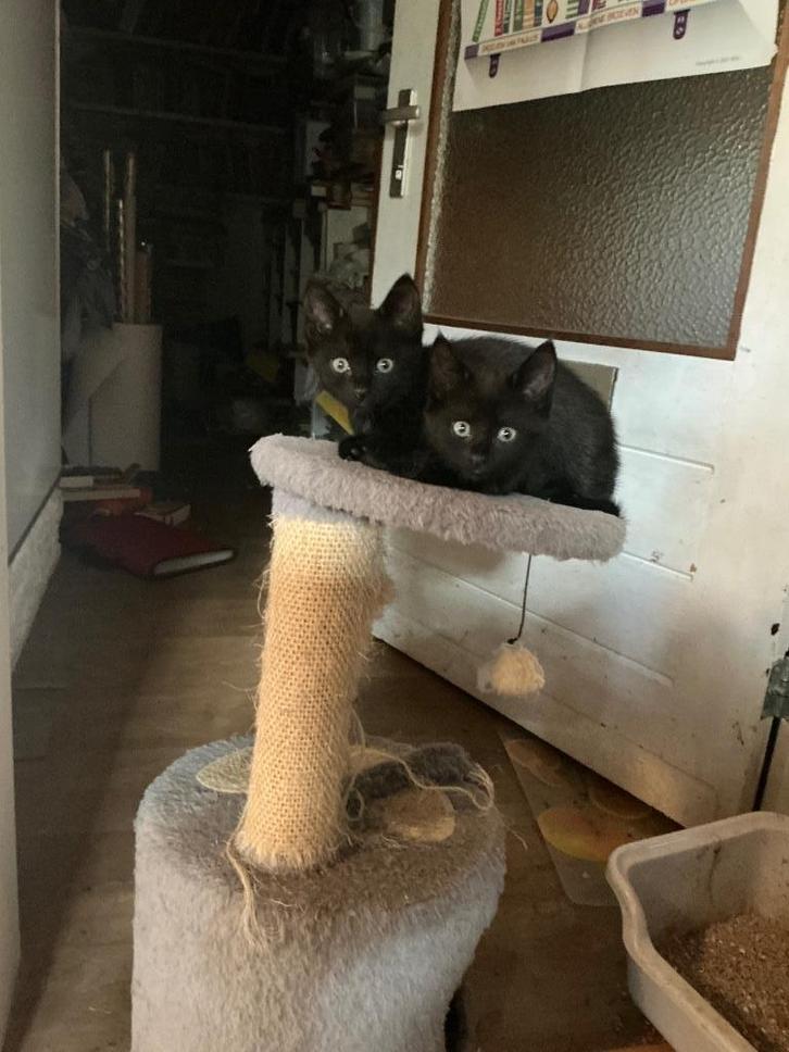 Kittens, lief en gezond, Dieren en Toebehoren, Katten en Kittens | Overige Katten, Poes