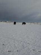 Gezocht grote maat Shetlander, Dieren en Toebehoren, Merrie