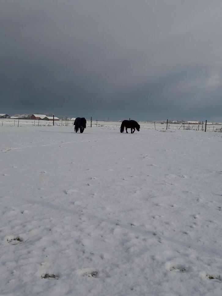 Gezocht grote maat Shetlander, Dieren en Toebehoren, Paarden en Pony's | Dekhengsten en Fokmerries, Merrie