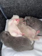 Britse korthaar kittens 14-01, Dieren en Toebehoren, Katten en Kittens | Overige Katten, Meerdere dieren, Kortharig, 0 tot 2 jaar