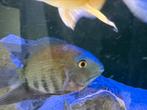 Hero tekoop, Dieren en Toebehoren, Vissen | Aquariumvissen, Vis