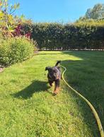 Jonge Rottweiler pups; mogen het nestje verlaten!, Overige rassen, 8 tot 15 weken, Meerdere, Meerdere dieren