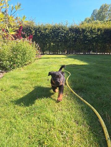 Jonge Rottweiler pups; nog maar een paar beschikbaar! beschikbaar voor biedingen