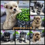 Schattige pomchi pups te koop teefjes en reutjes beschikbaar, HCC (leverziekte), Overige rassen, 8 tot 15 weken, Meerdere