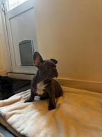 Prachtige franse bulldog puppys, Dieren en Toebehoren, Parvo, 8 tot 15 weken, Bulldog, Meerdere