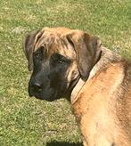 Presa Canario x Caucasian Ovcharka. Unieke kruising!, Dieren en Toebehoren, Honden | Bulldogs, Pinschers en Molossers, Overige rassen