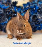 DE ENIGE ECHTE MINI LOFFELOHR KONIJNTJES, Dieren en Toebehoren, Konijnen, Meerdere dieren, Klein, 0 tot 2 jaar