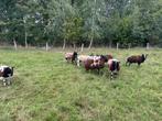 Bonte ooien, Dieren en Toebehoren, Schapen, Geiten en Varkens, Vrouwelijk, Schaap