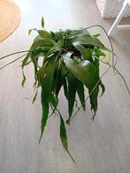 Epiphyllum stek - Hangplant, Huis en Inrichting, Overige soorten, In pot, Minder dan 100 cm, Groene kamerplant