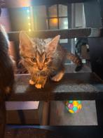 Kittens te koop, Dieren en Toebehoren, Katten en Kittens | Raskatten | Langhaar, Meerdere dieren, Ontwormd, 0 tot 2 jaar