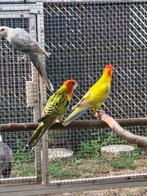 Rosella parkieten, Dieren en Toebehoren, Vogels | Parkieten en Papegaaien, Meerdere dieren, Parkiet, Geringd