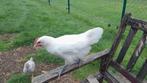 Poule de bresse haan haantjes 2 stuks jonge hanen, Mannelijk, Kip