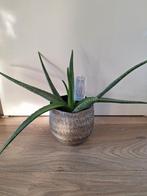 Mooie Aloe vera in pot, Ophalen, Overige soorten, In pot, Minder dan 100 cm