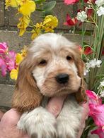 Engelse Cocker Spaniel pup oranje schimmel, Rabiës (hondsdolheid), 8 tot 15 weken, Teef, Eén hond