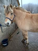 verzorgpony aangeboden, Ophalen