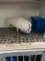Nog en vrij jong Gaditano doffer, Dieren en Toebehoren, Meerdere dieren, Postduif