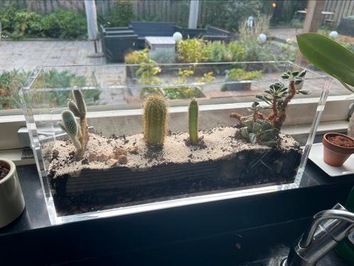 Plexiglas Terrarium - Ideaal voor plantjes! - Waterdicht, Tuin en Terras, Bloembakken en Plantenbakken, Zo goed als nieuw, Kunststof