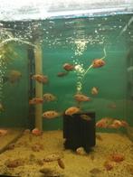 Jonge Red acara visjes, Vis, Zoetwatervis