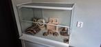 Hamster/Gerbil kooi 800x400x500mm, Dieren en Toebehoren, Kooi, Gebruikt, Hamster, 75 tot 110 cm