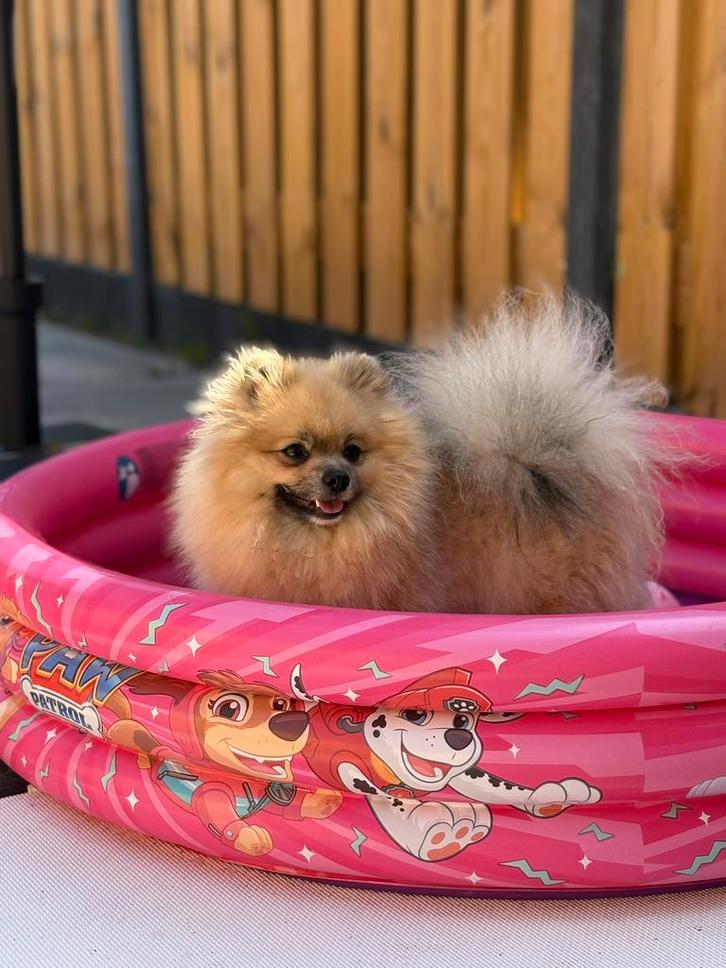 Pomeriaan dekreu! (NIET TE KOOP), Dieren en Toebehoren, Honden | Poolhonden, Keeshonden en Oertypen, Reu, Keeshond, Particulier