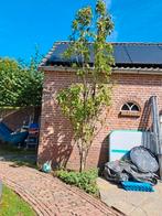 Sierkers prunus, Tuin en Terras, Ophalen of Verzenden, Lente, Halfschaduw, Overige soorten